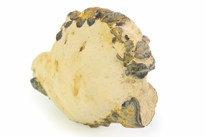 Eocene Lobster (Hoploparia) Fossil - England #351029